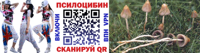 Купить  Заозёрный  Псилоцибиновые грибы прущие грибы 